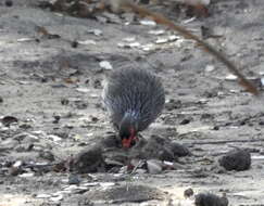 Image of Red-necked Francolin