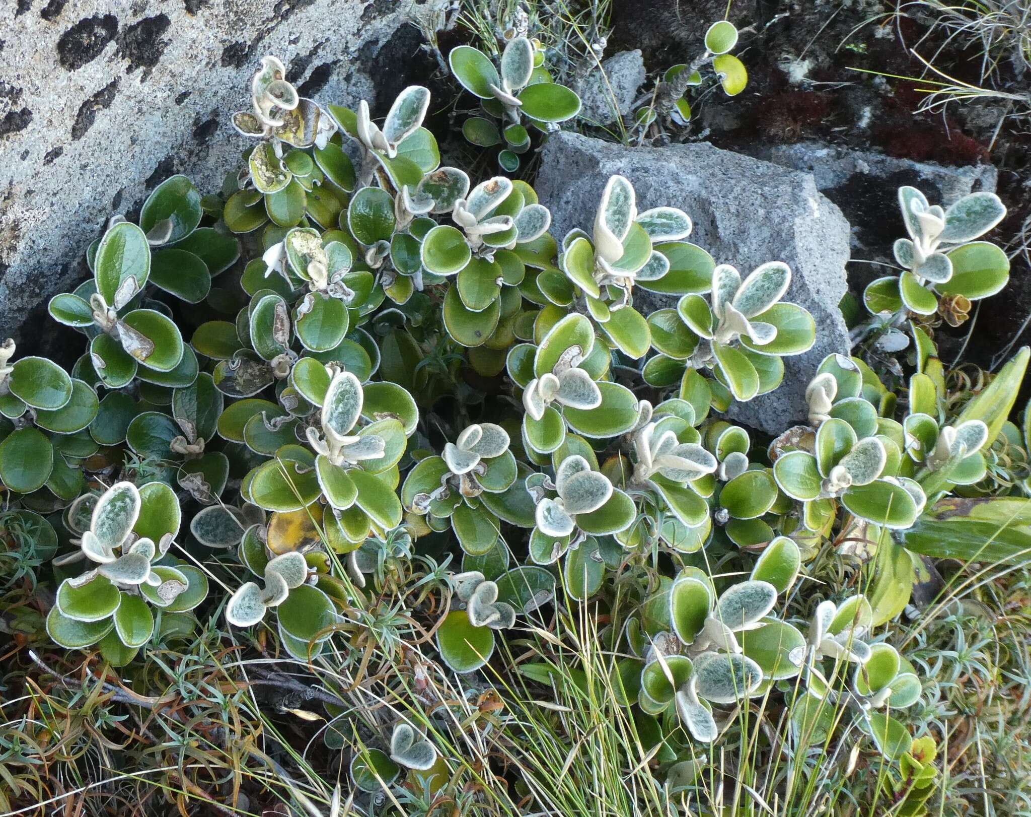 Image of Brachyglottis bidwillii (Hook. fil.) B. Nord.