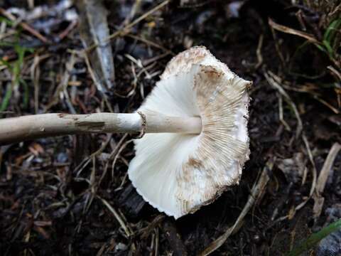 Image of Macrolepiota clelandii Grgur. 1997