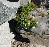 Image of Yellow Mountain-Heath