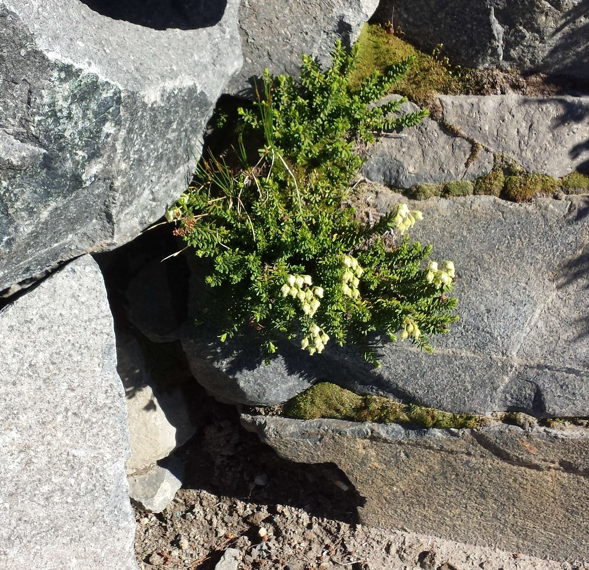 Image de Phyllodoce glanduliflora (Hook.) Coville