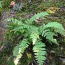 Image of Appalachian cliff fern