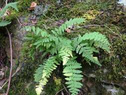 Image of Appalachian cliff fern