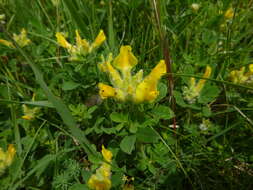 Image of big-flower broom