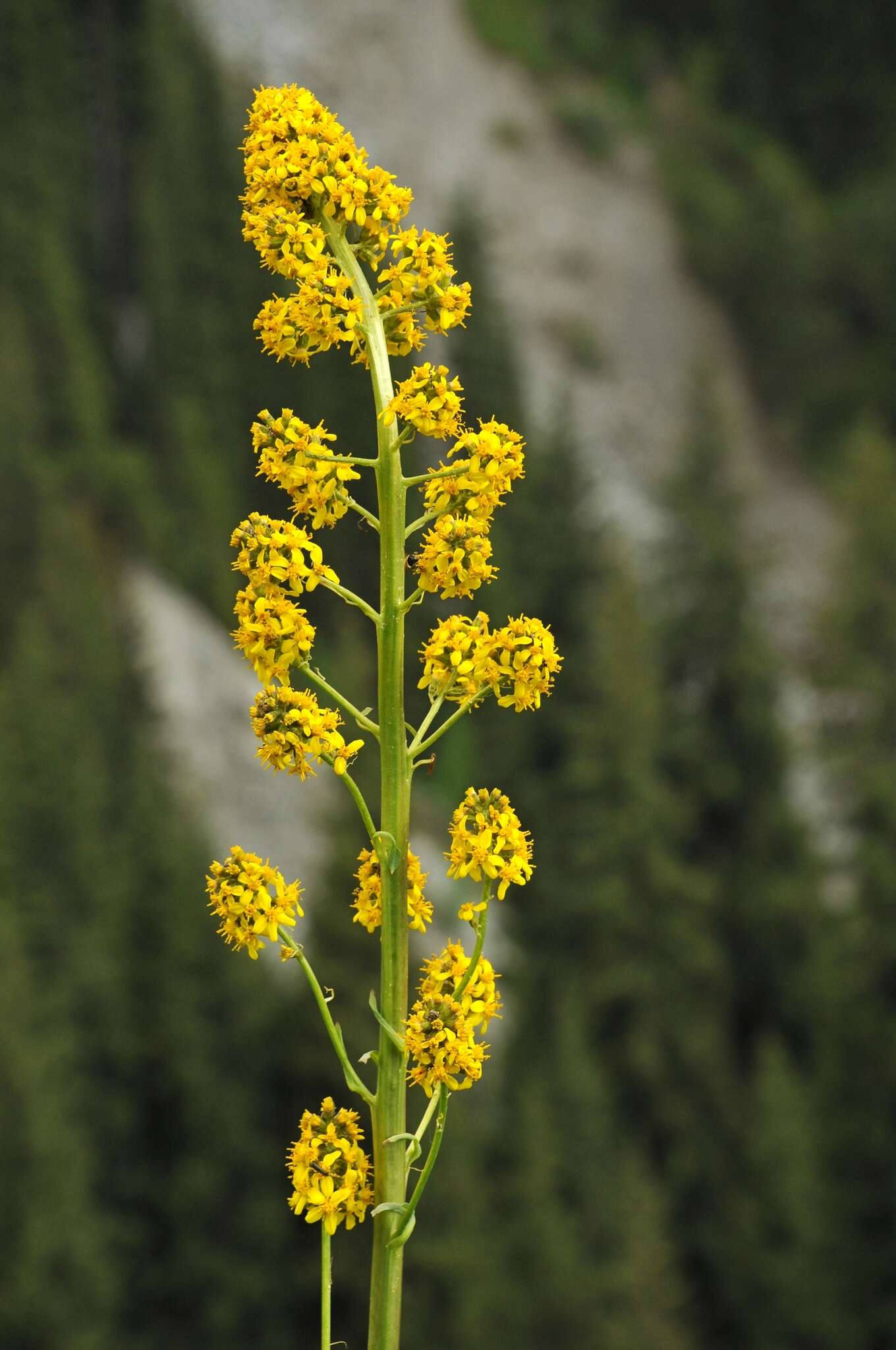 Image of Ligularia macrophylla (Ledeb.) DC.