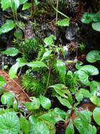 Imagem de Lobelia longicaulis Brandegee