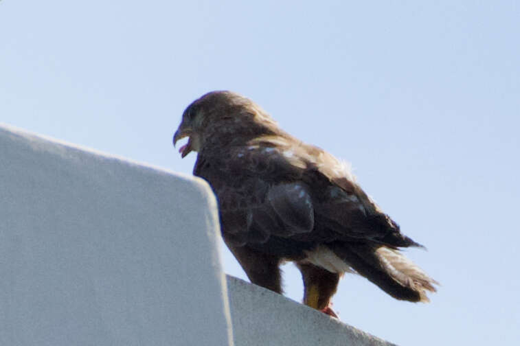 Image of Buteo buteo buteo (Linnaeus 1758)