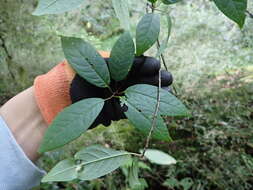 Imagem de Prunus obtusata Koehne