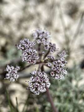 Image of bentonite desertparsley