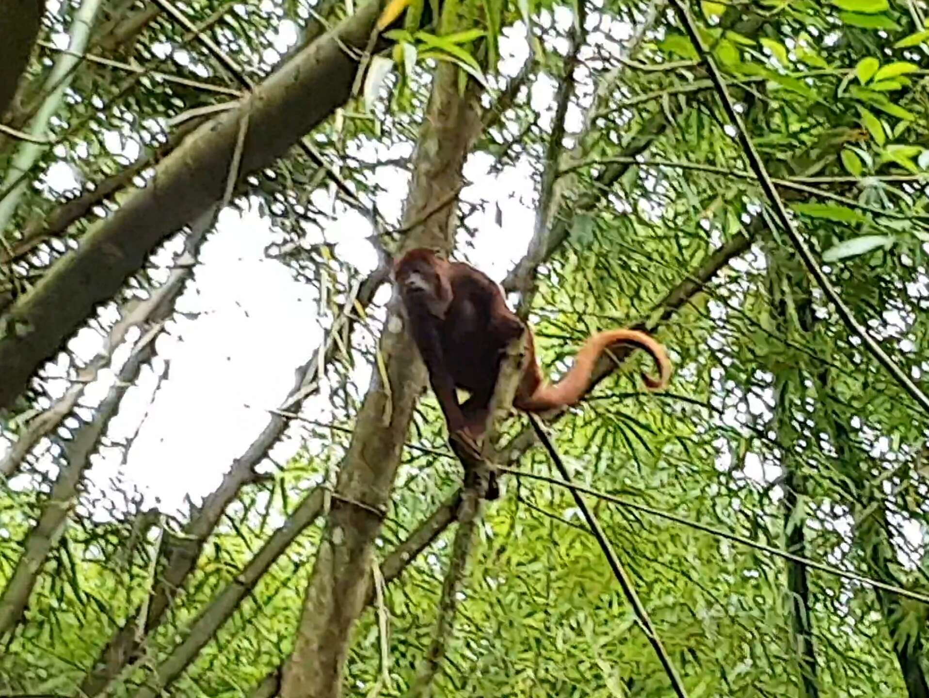 Image of Guianan Red Howler Monkey