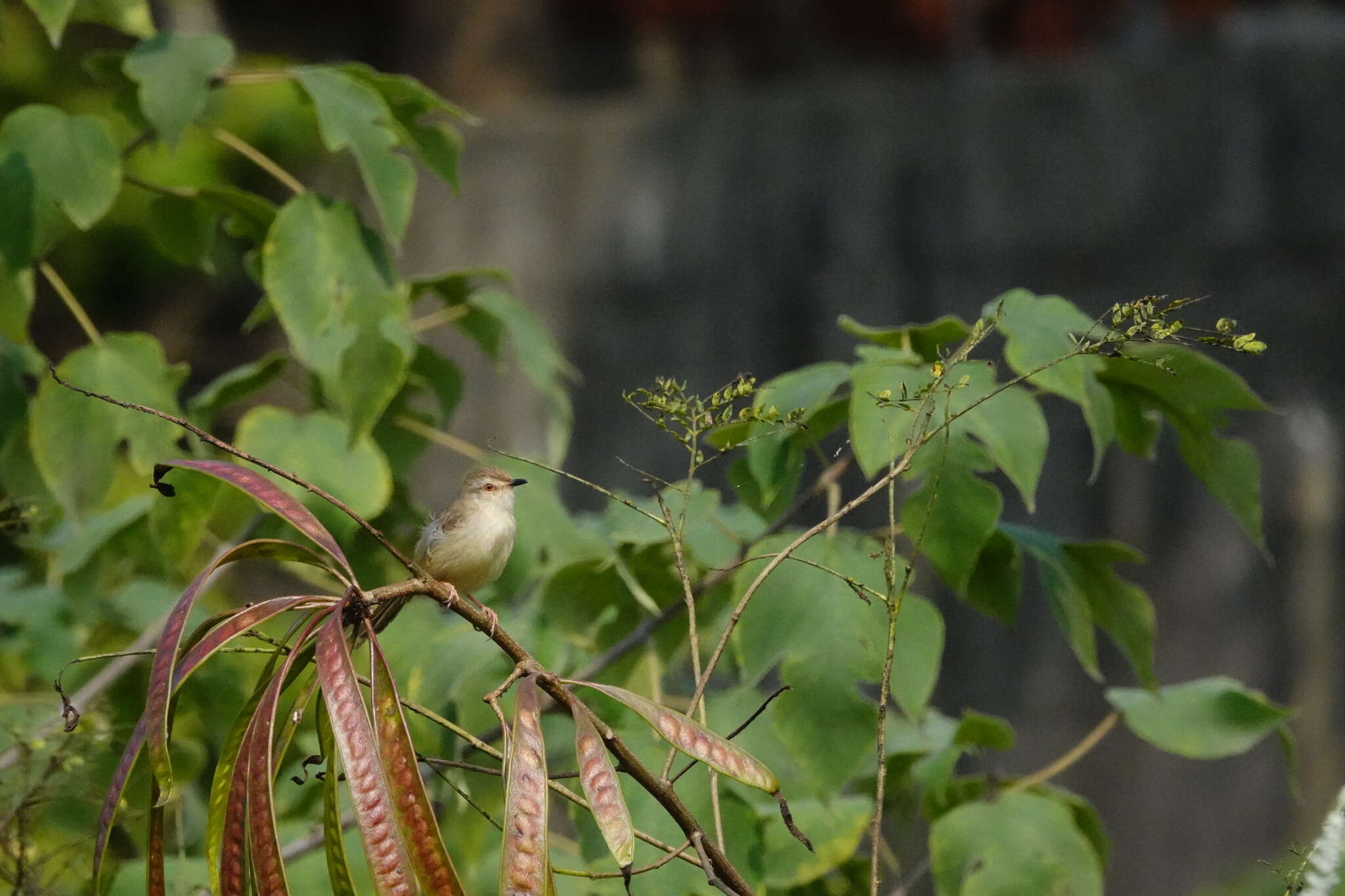 Plancia ëd Prinia inornata flavirostris (Swinhoe 1863)