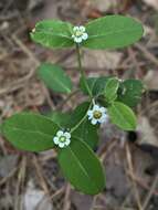 Sivun Euphorbia pubentissima Michx. kuva