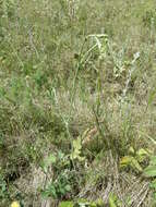Image of solidstem burnet saxifrage