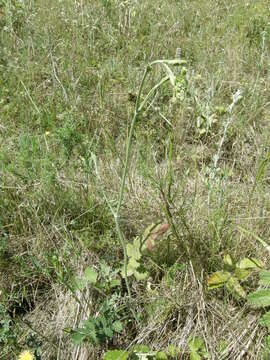 Image de Pimpinella nigra Mill.