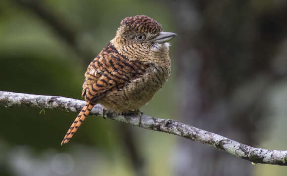 Image of Barred Puffbird