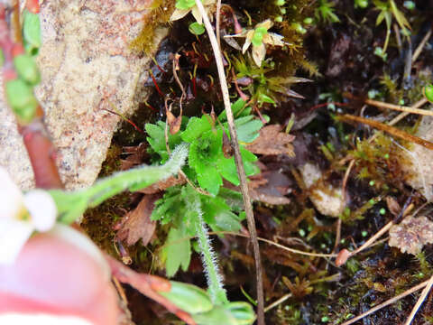 Image of Saxifraga italica D. A. Webb