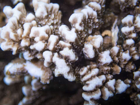 Image of pore coral