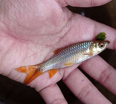 Image de Rasbora dandia (Valenciennes 1844)