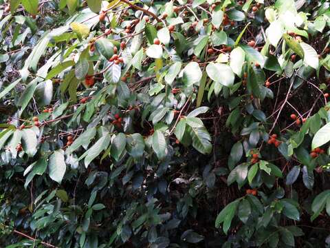 Image of Myristica globosa subsp. muelleri (Warb.) W. J. J. O. de Wilde