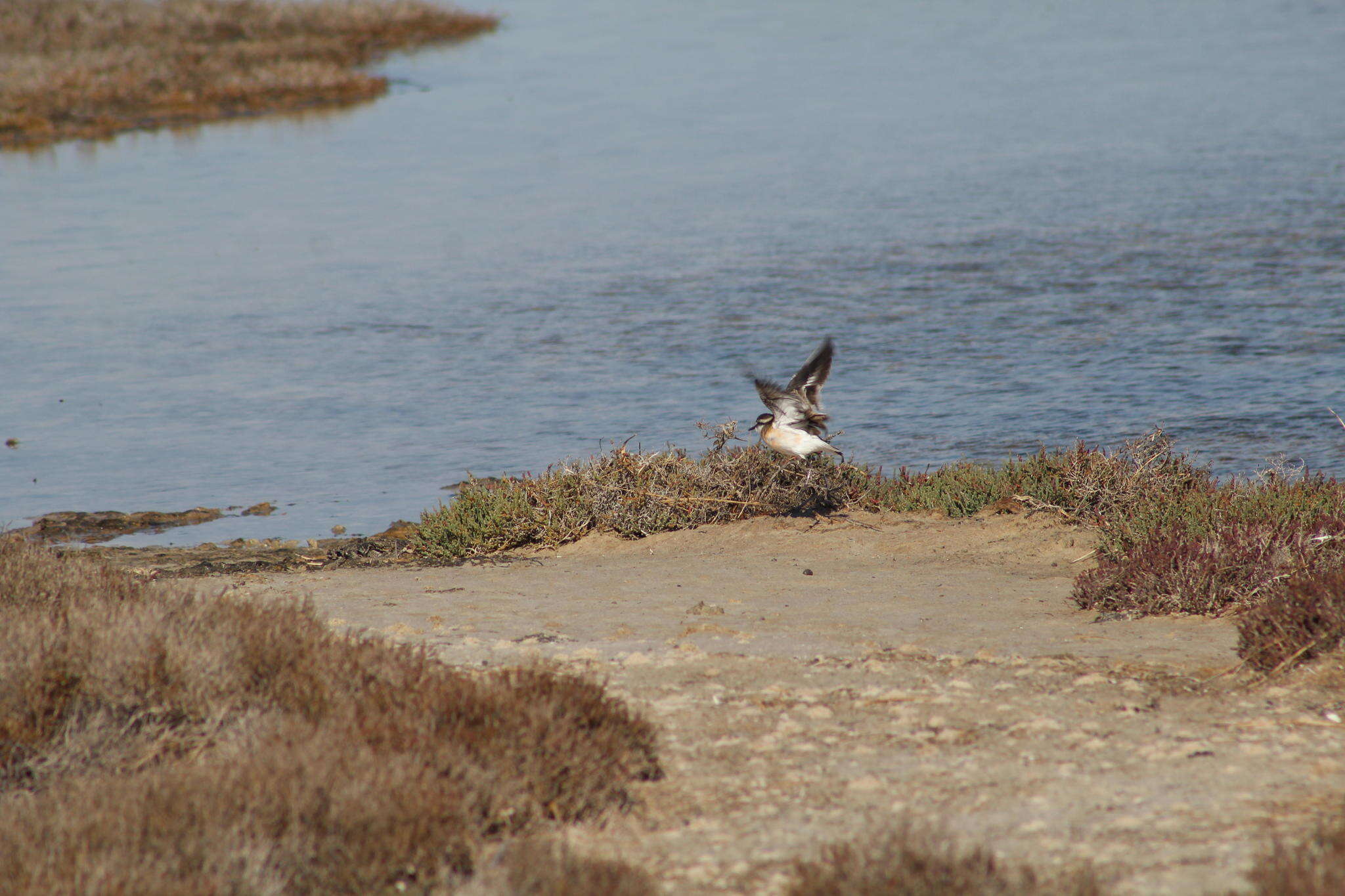 Image of Kittlitz's Plover