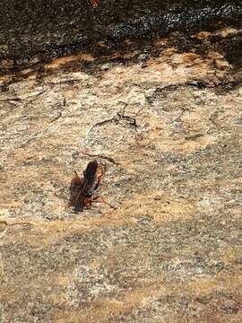 صورة Tachypompilus ferrugineus