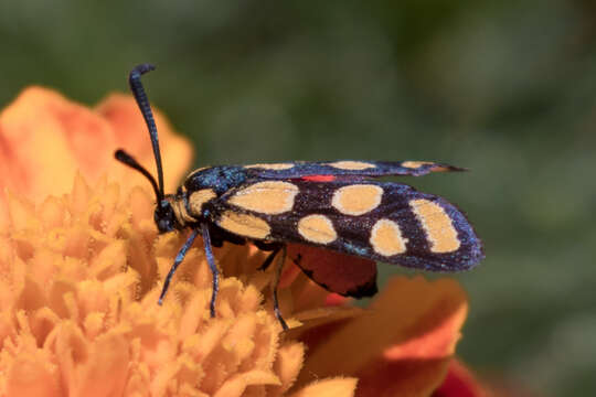 Image of Praezygaena agria Distant 1892