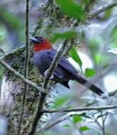 Image of Chestnut-headed Tanager
