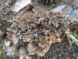 Image of Peltigera dolichorhiza (Nyl.) Nyl.