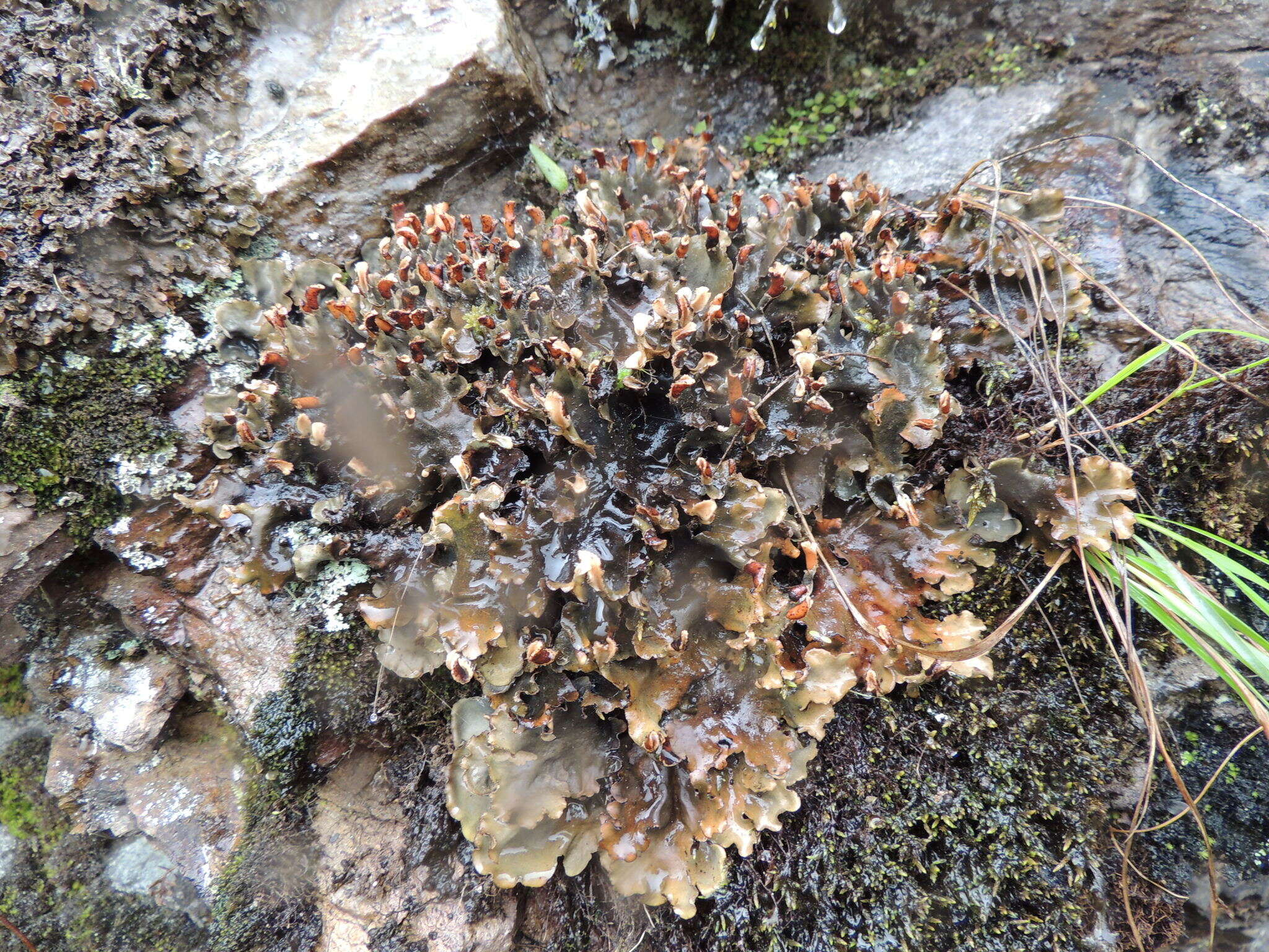 Image of Peltigera dolichorhiza (Nyl.) Nyl.