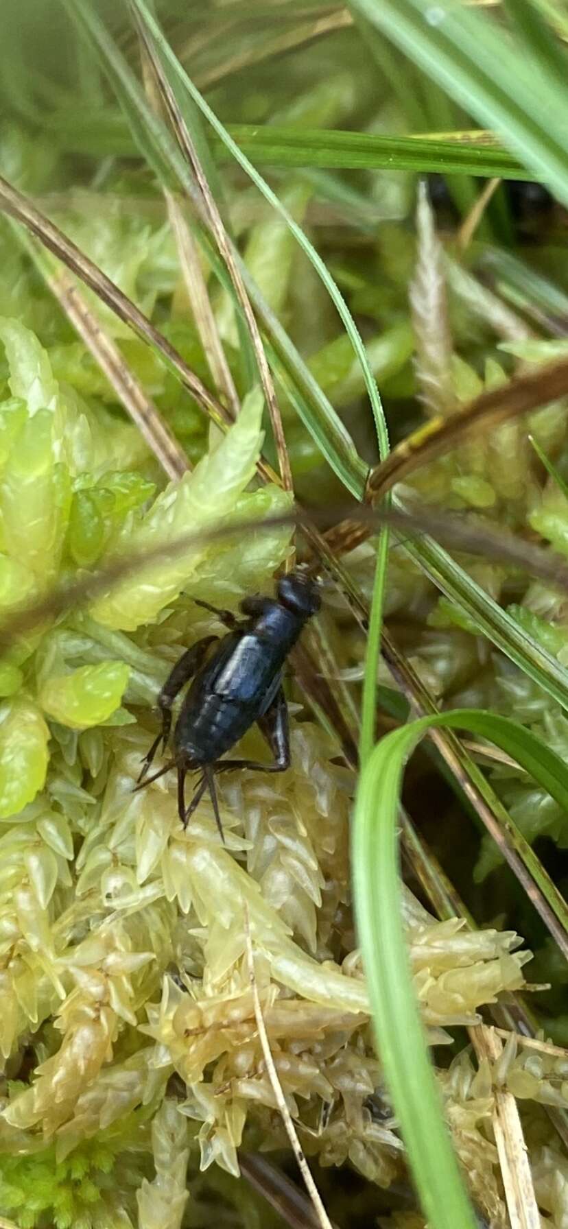 Image of Sphagnum Ground Cricket