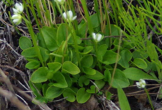 Image of Kotzebue's Grass-of-Parnassus