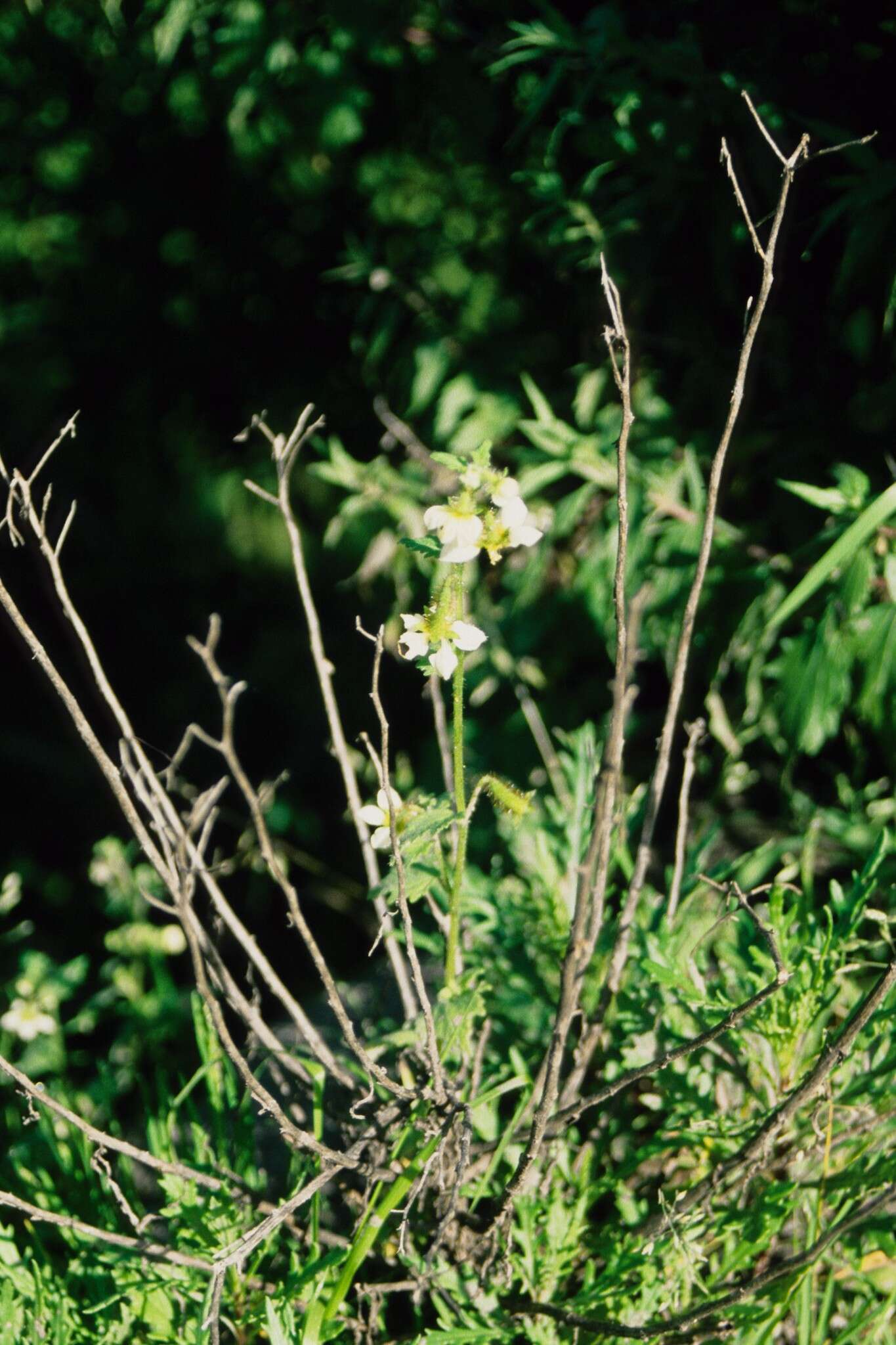 Image of Nasa chenopodiifolia (Desr.) Weigend