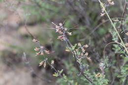 Image of Ocimum burchellianum Benth.