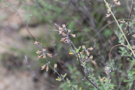 Imagem de Ocimum burchellianum Benth.