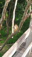 Image of Spix's white-fronted capuchin