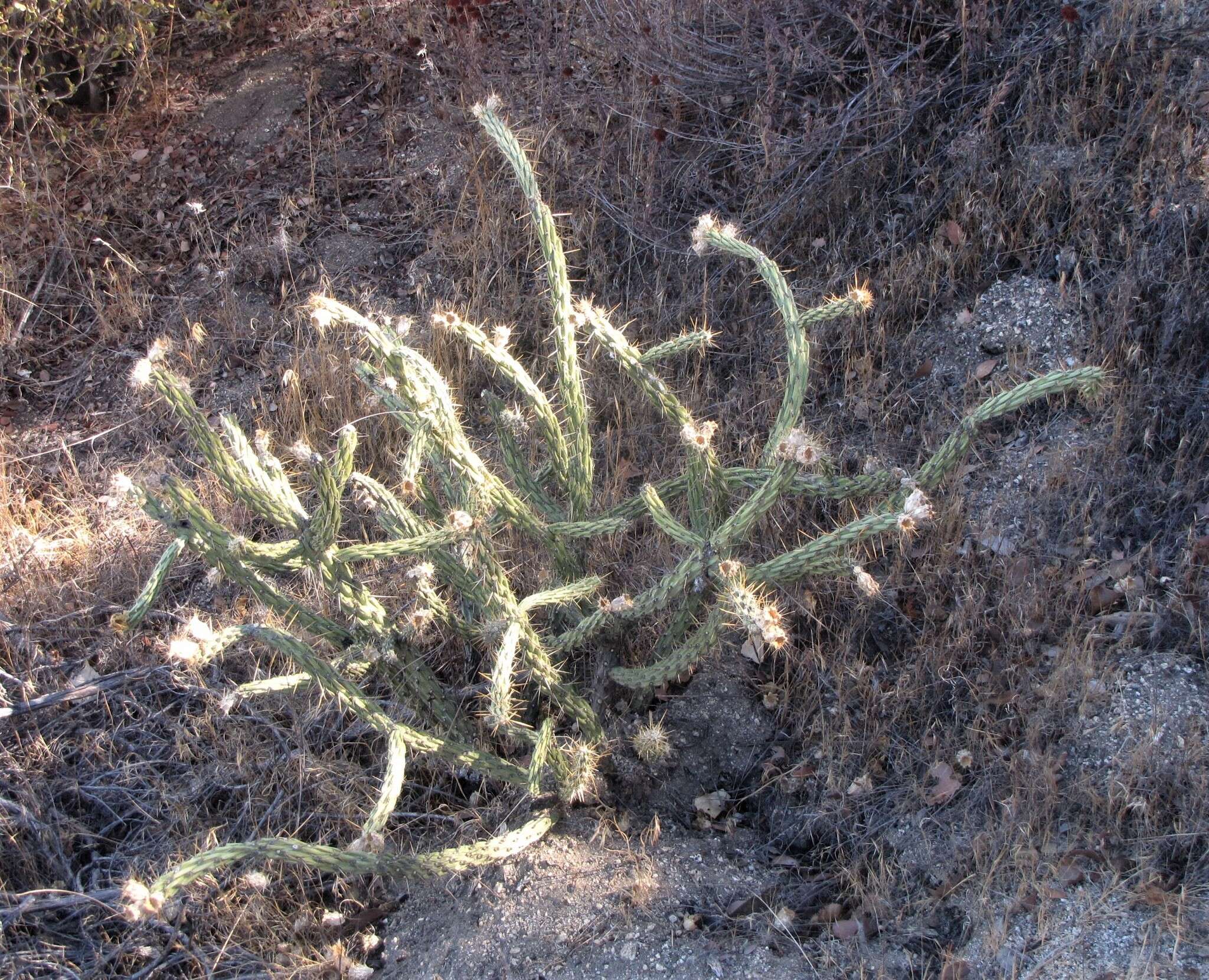 Image de Cylindropuntia bernardina