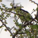 Image of Red-naped Bush Shrike