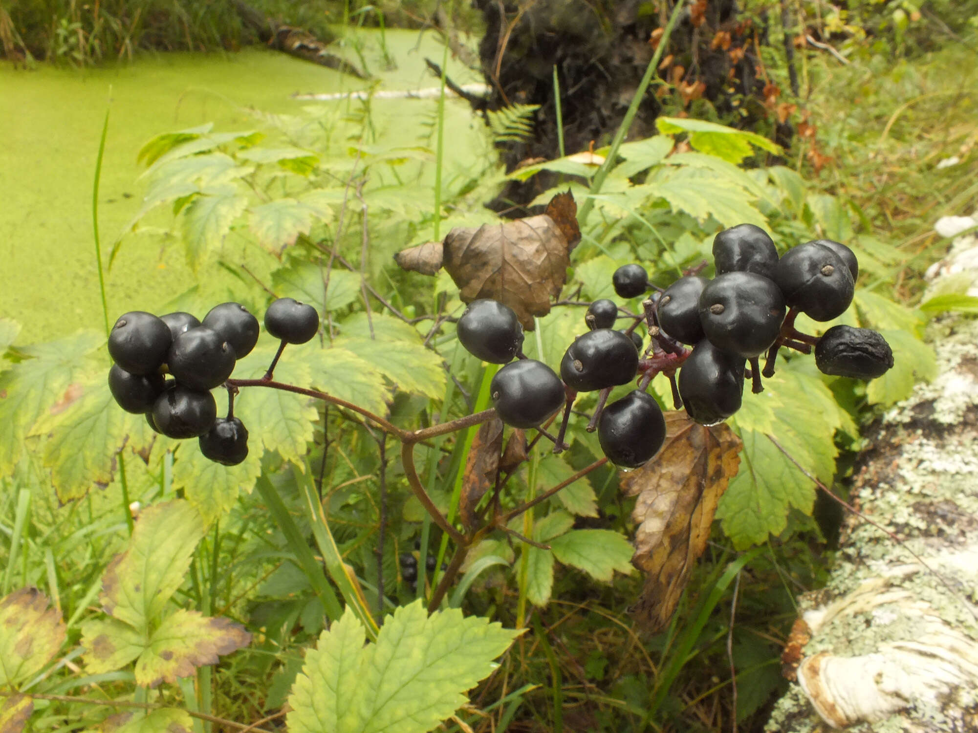 Image of Baneberry