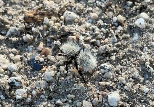 Image of Dasymutilla pseudopappus (Cockerell 1895)