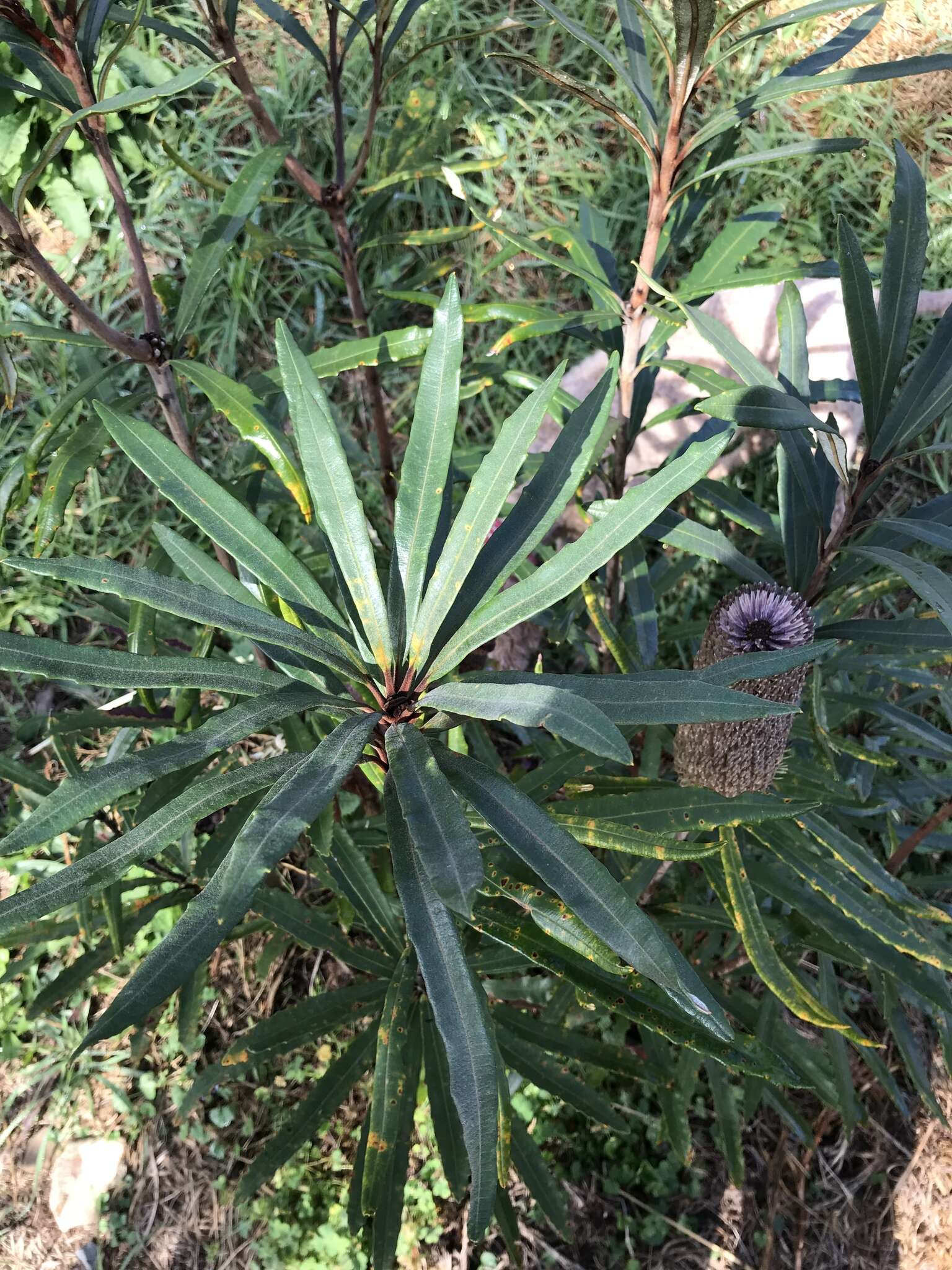 Image of Banksia integrifolia subsp. monticola K. R. Thiele