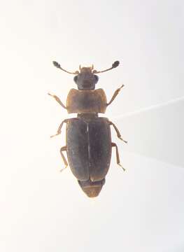 Image of Epuraea truncatella Mannerheim 1846