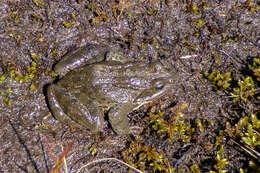 Imagem de Rana macrocnemis Boulenger 1885