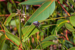 Image of Mesomelaena tetragona (R. Br.) Benth.