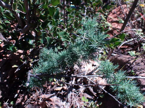 Слика од Asparagus spinescens Steud. ex Schult. & Schult. fil.