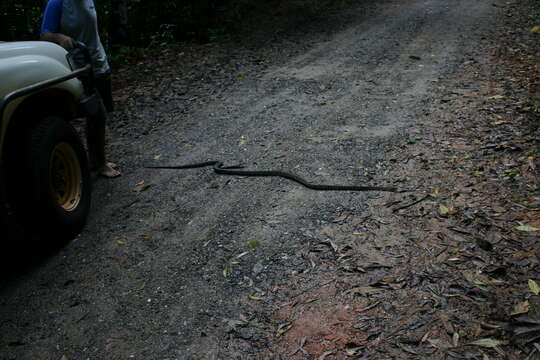 Image of Australischer Amethystpython