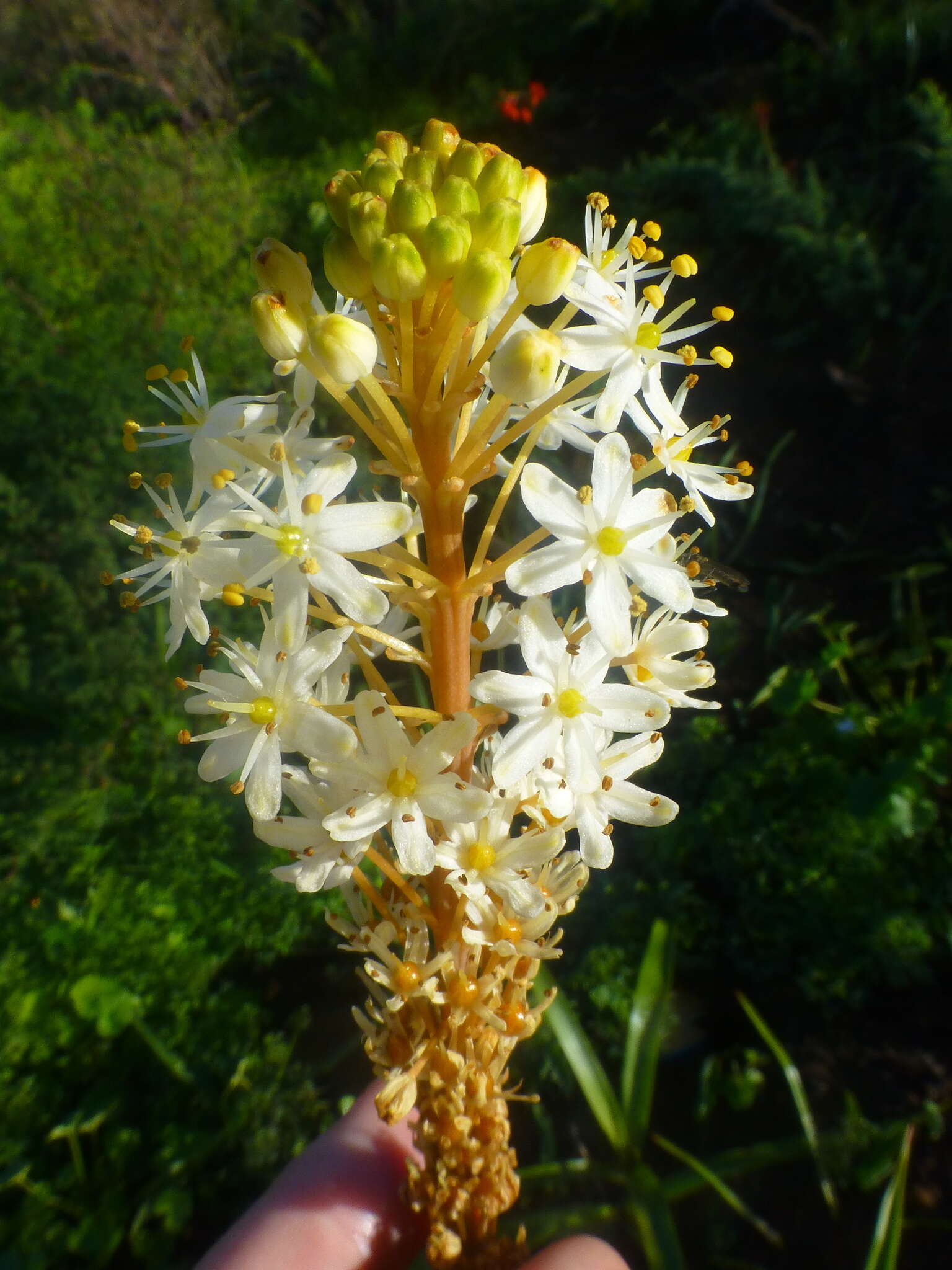 Bulbinella elata P. L. Perry的圖片