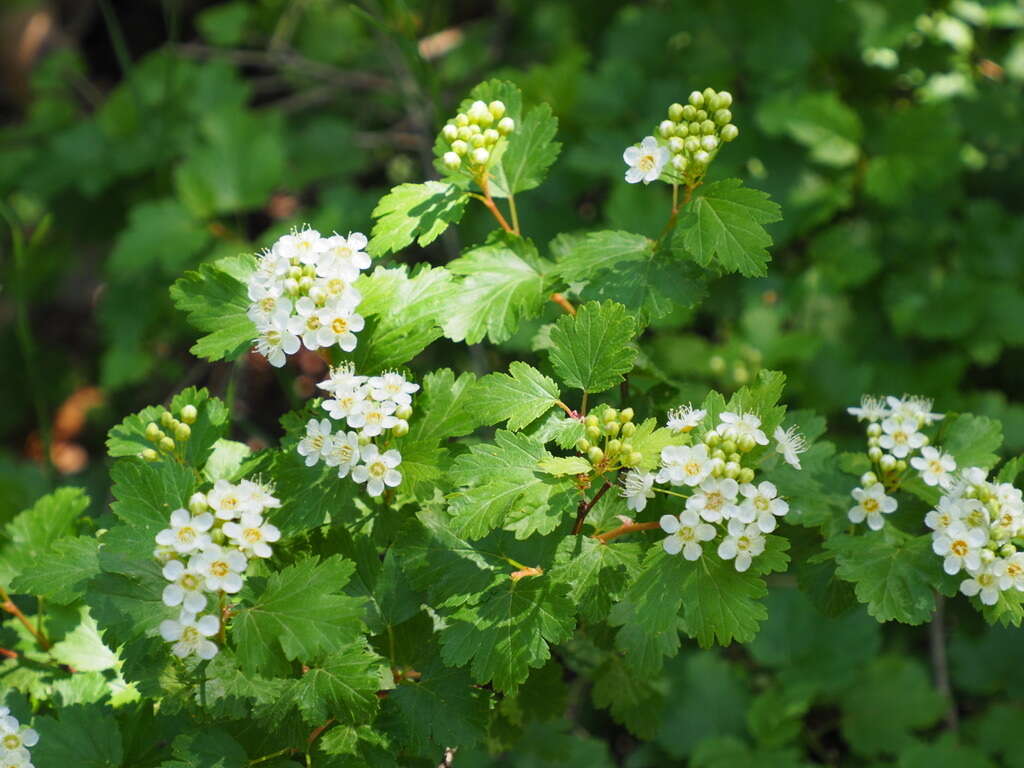 Слика од Physocarpus monogynus (Torr.) Kuntze