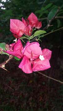 Слика од Bougainvillea buttiana Holttum & Standl.