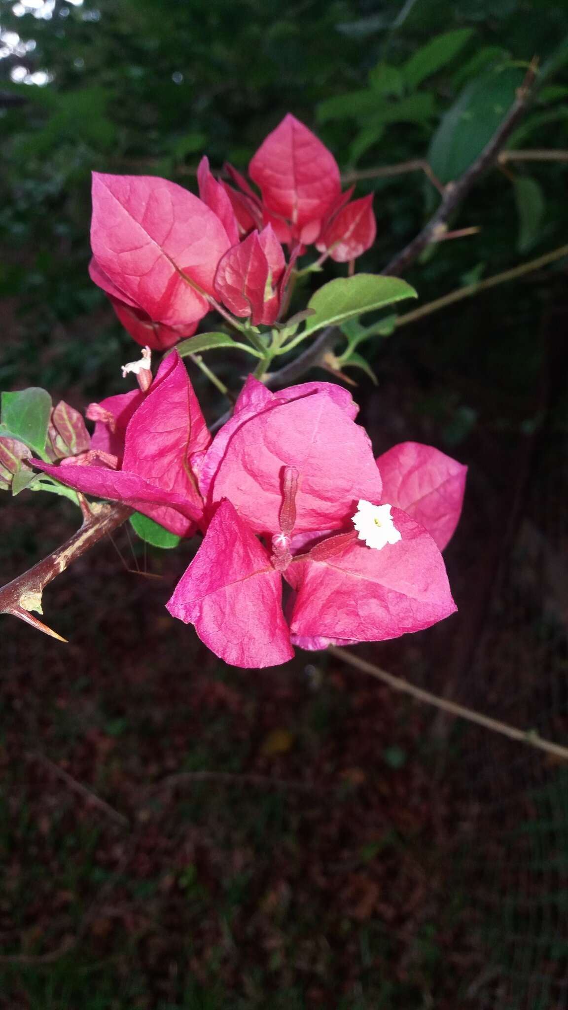 Слика од Bougainvillea buttiana Holttum & Standl.