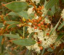 Image of Coastal White Mallee